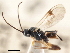  ( - CNCHYM 00295)  @11 [ ] CreativeCommons - Attribution (2011) CNC/CBG Photography Group Centre for Biodiversity Genomics