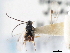  ( - CNCHYM 00296)  @11 [ ] CreativeCommons - Attribution (2011) CNC/CBG Photography Group Centre for Biodiversity Genomics