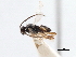 ( - CNCHYM 00297)  @11 [ ] CreativeCommons - Attribution (2011) CNC/CBG Photography Group Centre for Biodiversity Genomics