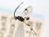  ( - CNCHYM 00298)  @11 [ ] CreativeCommons - Attribution (2011) CNC/CBG Photography Group Centre for Biodiversity Genomics