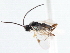  ( - CNCHYM 00299)  @11 [ ] CreativeCommons - Attribution (2011) CNC/CBG Photography Group Centre for Biodiversity Genomics