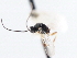  ( - CNCHYM 00300)  @11 [ ] CreativeCommons - Attribution (2011) CNC/CBG Photography Group Centre for Biodiversity Genomics