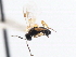  ( - CNCHYM 00356)  @11 [ ] CreativeCommons - Attribution (2011) CNC/CBG Photography Group Centre for Biodiversity Genomics
