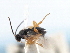  ( - CNCHYM 00358)  @11 [ ] CreativeCommons - Attribution (2011) CNC/CBG Photography Group Centre for Biodiversity Genomics