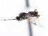  ( - CNCHYM 00360)  @11 [ ] CreativeCommons - Attribution (2011) CNC/CBG Photography Group Centre for Biodiversity Genomics
