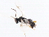  ( - CNCHYM 00361)  @11 [ ] CreativeCommons - Attribution (2011) CNC/CBG Photography Group Centre for Biodiversity Genomics