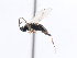  ( - CNCHYM 01057)  @11 [ ] CreativeCommons - Attribution (2011) CNC/CBG Photography Group Centre for Biodiversity Genomics