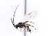  ( - CNCHYM 01058)  @11 [ ] CreativeCommons - Attribution (2011) CNC/CBG Photography Group Centre for Biodiversity Genomics