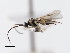  ( - CNCHYM 01126)  @11 [ ] CreativeCommons - Attribution (2011) CNC/CBG Photography Group Centre for Biodiversity Genomics