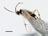  ( - CNCHYM 01128)  @11 [ ] CreativeCommons - Attribution (2011) CNC/CBG Photography Group Centre for Biodiversity Genomics