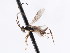  ( - CNCHYM 01205)  @11 [ ] CreativeCommons - Attribution (2011) CNC/CBG Photography Group Centre for Biodiversity Genomics