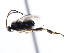 ( - CNCHYM 01208)  @11 [ ] CreativeCommons - Attribution (2011) CNC/CBG Photography Group Centre for Biodiversity Genomics