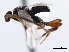  ( - CNCHYM 01209)  @11 [ ] CreativeCommons - Attribution (2011) CNC/CBG Photography Group Centre for Biodiversity Genomics
