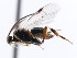  (Fornicia jarmilae - CNCHYM 01210)  @11 [ ] CreativeCommons - Attribution (2011) CNC/CBG Photography Group Centre for Biodiversity Genomics
