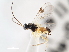  ( - CNCHYM 01256)  @11 [ ] CreativeCommons - Attribution (2011) CNC/CBG Photography Group Centre for Biodiversity Genomics