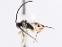  ( - CNCHYM 01268)  @11 [ ] CreativeCommons - Attribution (2011) CNC/CBG Photography Group Centre for Biodiversity Genomics