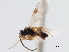  ( - CNCHYM 01269)  @11 [ ] CreativeCommons - Attribution (2011) CNC/CBG Photography Group Centre for Biodiversity Genomics