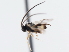  ( - CNCHYM 01270)  @11 [ ] CreativeCommons - Attribution (2011) CNC/CBG Photography Group Centre for Biodiversity Genomics