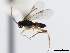  ( - CNCHYM 01271)  @11 [ ] CreativeCommons - Attribution (2011) CNC/CBG Photography Group Centre for Biodiversity Genomics