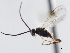  ( - CNCHYM 01285)  @11 [ ] CreativeCommons - Attribution (2011) CNC/CBG Photography Group Centre for Biodiversity Genomics