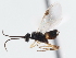  ( - CNCHYM 01287)  @11 [ ] CreativeCommons - Attribution (2011) CNC/CBG Photography Group Centre for Biodiversity Genomics