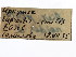  (Glyptapanteles inclusus - CNCHYM 01295)  @11 [ ] CreativeCommons - Attribution (2011) CNC/CBG Photography Group Centre for Biodiversity Genomics