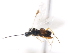  ( - CNCHYM 01299)  @11 [ ] CreativeCommons - Attribution (2011) CNC/CBG Photography Group Centre for Biodiversity Genomics