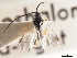  ( - CNCHYM 01300)  @11 [ ] CreativeCommons - Attribution (2011) CNC/CBG Photography Group Centre for Biodiversity Genomics