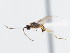  ( - CNCHYM 01322)  @11 [ ] CreativeCommons - Attribution (2011) CNC/CBG Photography Group Centre for Biodiversity Genomics