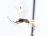  ( - CNCHYM 01323)  @11 [ ] CreativeCommons - Attribution (2011) CNC/CBG Photography Group Centre for Biodiversity Genomics