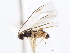  ( - CNCHYM 01325)  @11 [ ] CreativeCommons - Attribution (2011) CNC/CBG Photography Group Centre for Biodiversity Genomics
