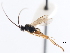  ( - CNCHYM 01326)  @11 [ ] CreativeCommons - Attribution (2011) CNC/CBG Photography Group Centre for Biodiversity Genomics
