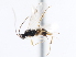  ( - CNCHYM 01327)  @11 [ ] CreativeCommons - Attribution (2011) CNC/CBG Photography Group Centre for Biodiversity Genomics