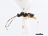  ( - CNCHYM 01328)  @11 [ ] CreativeCommons - Attribution (2011) CNC/CBG Photography Group Centre for Biodiversity Genomics