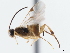  ( - CNCHYM 01433)  @11 [ ] CreativeCommons - Attribution (2011) CNC/CBG Photography Group Centre for Biodiversity Genomics