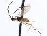  ( - CNCHYM 01434)  @11 [ ] CreativeCommons - Attribution (2011) CNC/CBG Photography Group Centre for Biodiversity Genomics