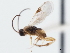  ( - CNCHYM 01435)  @11 [ ] CreativeCommons - Attribution (2011) CNC/CBG Photography Group Centre for Biodiversity Genomics