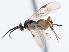  ( - CNCHYM 01436)  @11 [ ] CreativeCommons - Attribution (2011) CNC/CBG Photography Group Centre for Biodiversity Genomics