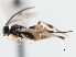  ( - CNCHYM 01437)  @11 [ ] CreativeCommons - Attribution (2011) CNC/CBG Photography Group Centre for Biodiversity Genomics