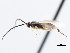  ( - CNCHYM 01438)  @11 [ ] CreativeCommons - Attribution (2011) CNC/CBG Photography Group Centre for Biodiversity Genomics