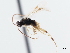  ( - CNCHYM 01439)  @11 [ ] CreativeCommons - Attribution (2011) CNC/CBG Photography Group Centre for Biodiversity Genomics