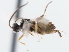  ( - CNCHYM 01441)  @11 [ ] CreativeCommons - Attribution (2011) CNC/CBG Photography Group Centre for Biodiversity Genomics