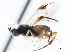  ( - CNCHYM 01442)  @11 [ ] CreativeCommons - Attribution (2011) CNC/CBG Photography Group Centre for Biodiversity Genomics