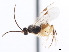  ( - CNCHYM 01443)  @11 [ ] CreativeCommons - Attribution (2011) CNC/CBG Photography Group Centre for Biodiversity Genomics