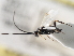  ( - CNCHYM 01458)  @11 [ ] CreativeCommons - Attribution (2011) CNC/CBG Photography Group Centre for Biodiversity Genomics