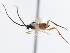  ( - CNCHYM 01464)  @11 [ ] CreativeCommons - Attribution (2011) CNC/CBG Photography Group Centre for Biodiversity Genomics