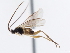  ( - CNCHYM 01465)  @11 [ ] CreativeCommons - Attribution (2011) CNC/CBG Photography Group Centre for Biodiversity Genomics