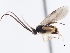  ( - CNCHYM 01466)  @11 [ ] CreativeCommons - Attribution (2011) CNC/CBG Photography Group Centre for Biodiversity Genomics