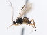  ( - CNCHYM 01467)  @11 [ ] CreativeCommons - Attribution (2011) CNC/CBG Photography Group Centre for Biodiversity Genomics