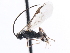  ( - CNCHYM 01468)  @11 [ ] CreativeCommons - Attribution (2011) CNC/CBG Photography Group Centre for Biodiversity Genomics